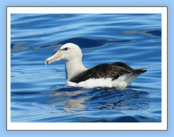 Salvins Albatross-birdwatch cape