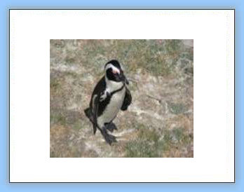 african penguin - birdwatch cape