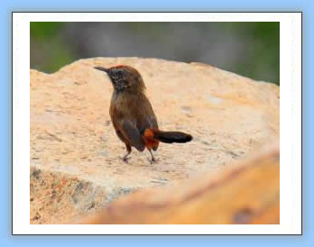 cinnamon-breaasted warbler-birdwatch cape